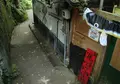 猫の細道の写真_33386