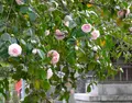 墨俣桜まつりの写真_27059