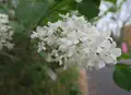 いつも花が咲いているの写真_189106
