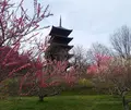 備中国分寺の写真_124501