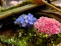 柳谷観音(楊谷寺）の写真_405392