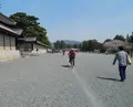 出水のしだれ桜の写真_71777