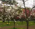 出水のしだれ桜の写真_71498