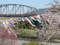柿の郷くどやまの写真_69619