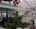 日本橋交番の写真_68336