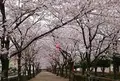 菊池神社の写真_172610