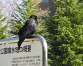 鶴舞公園の写真_32652