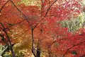 今熊野観音寺の写真_59805