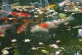 新善光寺の写真_60373