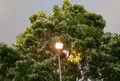 あしかがフラワーパークの写真_75678