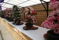 神代植物公園の写真_78975