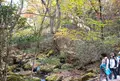 清流の森の写真_173272