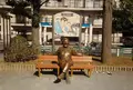亀有公園の写真_221781