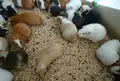 井の頭自然文化園 本園の写真_292474
