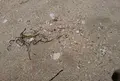 増穂浦海岸の写真_459620
