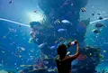 マリーン・ライフ・パーク（シー・アクアリウム）の写真_488232