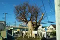 海老名の大ケヤキの写真_570674