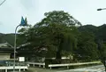 矢野の大ムクノキの写真_976958