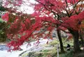 御岳渓谷の写真_459396