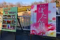 東松山ぼたん園の写真_722997