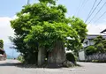 永源寺の写真_67125