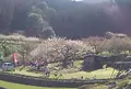 川売の梅の写真_68319