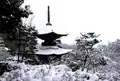 常寂光寺の写真_66654
