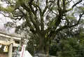 宗像神社の写真_71490