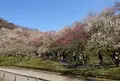 木下沢梅林の写真_526927