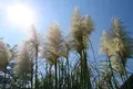道光寺の尾花の写真_316028