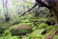 縄文杉の写真_37487