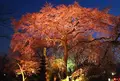 広沢池の写真_66470