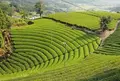 原山の茶畑の写真_175685
