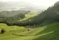 原山の茶畑の写真_73865