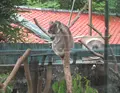 台北市立動物園無尾熊館の写真_525584