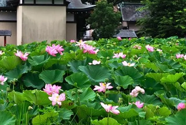 7月　薬師池公園