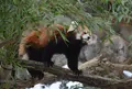 東京都多摩動物公園の写真_16972