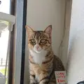 三浦うみかぜレンタバイクの写真_296871