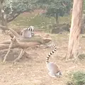 伊豆シャボテン動物公園の写真_342831