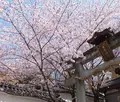 岩屋神社の写真_63347