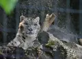 東京都多摩動物公園の写真_16985