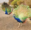 伊豆シャボテン動物公園の写真_342828