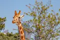 タロンガ動物園の写真_978618