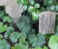 長建寺の写真_83443