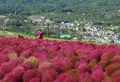 ひるがの高原コキアパークの写真_662435