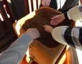 長良川鵜飼観覧船の写真_63549