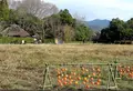 落柿舎の写真_66562