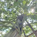 今井町の町並みの写真_372565