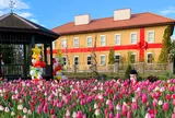 12月　花菜ガーデン(平塚) アイスチューリップ