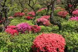 4月　池上梅園　つつじ
